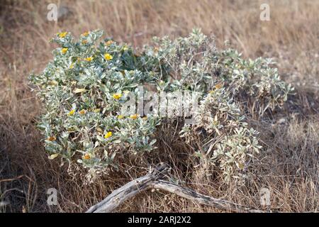 Familie Asteraceae Sonnenblumen, Gänseblümchen, Asters und Allies auf Lanzarote, Kanarische Inseln Stockfoto