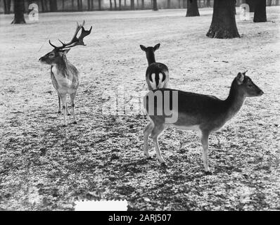 Rehe im Schnee Datum: 24. Januar 1952 Schlagwörter: Schnee Stockfoto