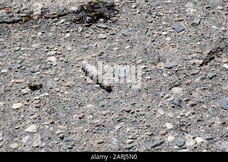 Graue Raupe krabbelt auf Asphalt dicht oben, Makrofoto Stockfoto