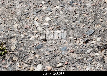 Graue Raupe krabbelt auf Asphalt dicht oben, Makrofoto Stockfoto