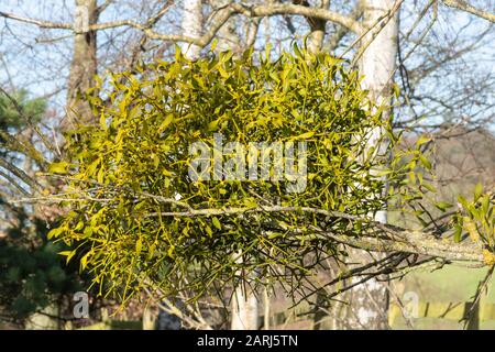 Mistel (Viscum-Album) wächst im Winter auf einem Baum Stockfoto