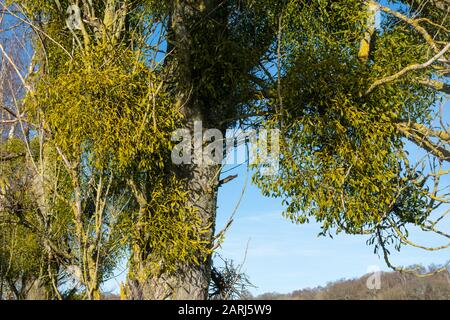 Mistel (Viscum-Album) wächst im Winter auf einem Baum Stockfoto