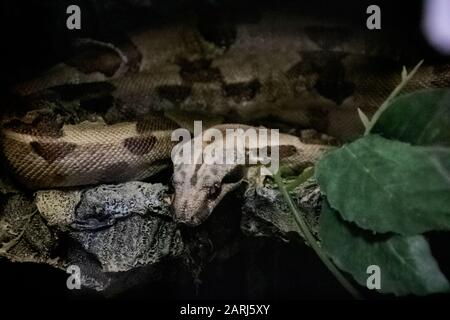 Die große graue Schlange liegt auf einem Baumzweig dicht oben Stockfoto