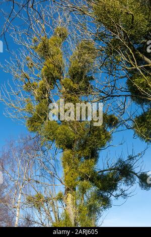 Mistel (Viscum-Album) wächst im Winter auf einem Baum Stockfoto