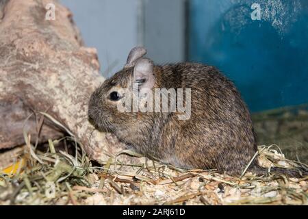 Ein graues Eichhörnchendegu sitzt dicht oben, niedliches Haustier Stockfoto