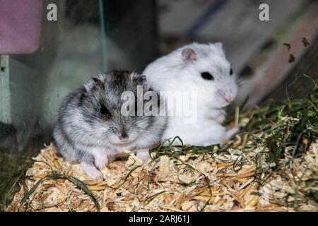 Zwei Hamster sitzen in einem Käfig nah oben, lustiges Haustier Stockfoto