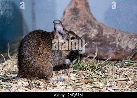 Ein graues Eichhörnchendegu sitzt dicht oben, niedliches Haustier Stockfoto