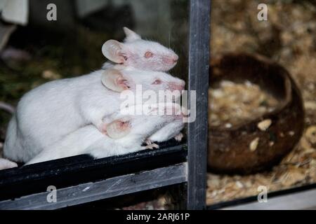 Viele albinoweiße Ratten in einem Käfig schließen sich an Stockfoto