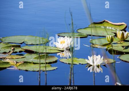 Weiße Lilien auf der Wasseroberfläche unter grünen Blättern schließen sich an Stockfoto