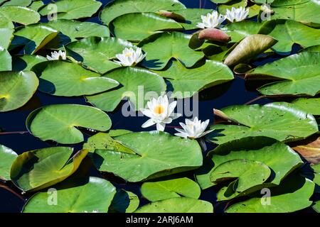 Weiße Lilien auf der Wasseroberfläche unter grünen Blättern schließen sich an Stockfoto