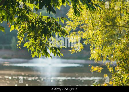 Frühling oder Sommer Herbst Park mit Teichfluss und weinende Weidenbäume am Ufer mit. Großer Zweig in der Mitte. Makro mit selektivem Fokus aufgenommen mit Stockfoto
