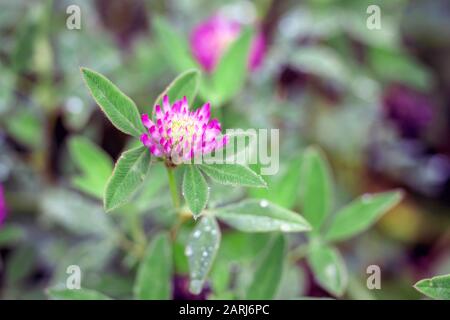 Kleeblattblüte Nahaufnahme in Taupunkeln auf dem Grund grüner Pflanzenblätter. Hintergrund. Stockfoto