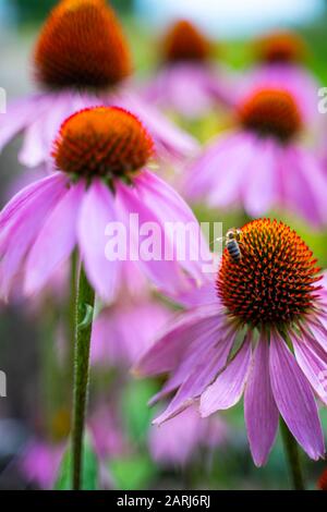 Biene sammelt Pollen auf violettem Kegelblumen. Stockfoto