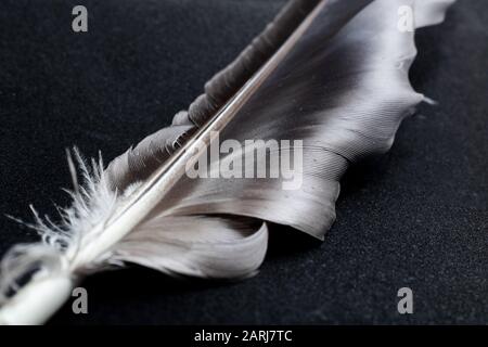 Graue Feder auf schwarzem Hintergrund, Makrofoto Stockfoto