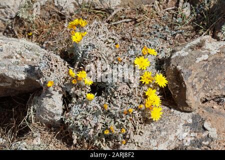 Astericus sercus auf Lanzarote, Kanarische Inseln Stockfoto