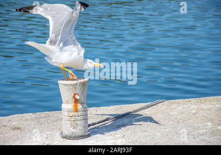 Eine Möwe sitzt auf dem Pier und posiert mir. Sehr schönes Nahfoto von wildem Seevoul mit Platz für Text. Stockfoto