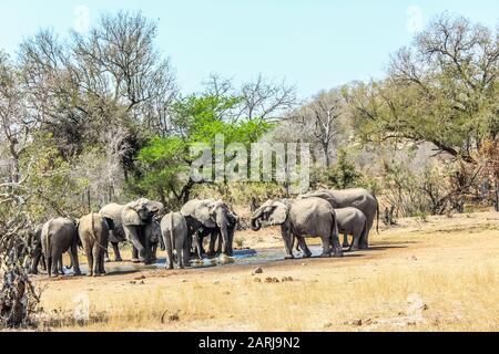 Authentische True South African Safari Erfahrung in buschfeld in einem Naturschutzgebiet Stockfoto