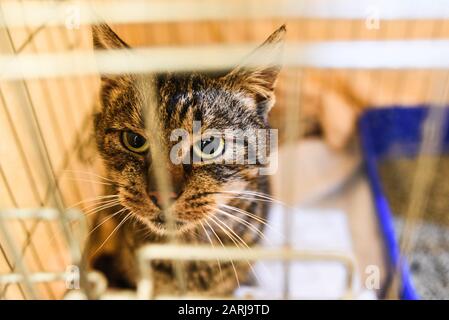 Kleine verängstigte Katzen in einem Käfig in einem Schutzhaus, das auf ein Zuhause wartet. Stockfoto