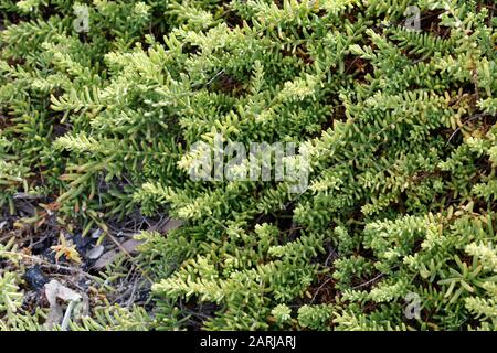 Suaeda vera Shrubby Sea-Blite auf lanzarote, Kanarische Inseln Stockfoto