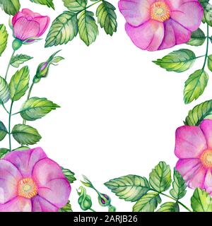 Aquarell, quadratischer Rahmen mit Rosettenhüften. Rosa Blumen, Blätter, Knospen und Blumenstrauß isoliert auf weißem Hintergrund mit Platz für Text. Für den Hochzeitsdruck Stockfoto