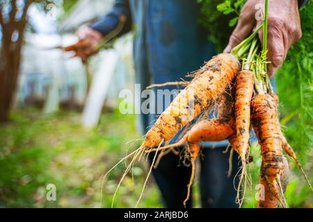 Frische Bio-Karotten in den Händen der Landwirte. Ernte von Karotten. Gesunde Ernährung. Stockfoto