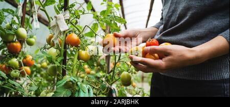 Eine junge Frau in einem grauen Pullover sammelt Tomaten in einem Gewächshaus. Konzept für die Ernte von Gemüse Stockfoto