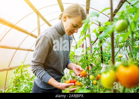 Eine junge Frau in einem grauen Pullover sammelt Tomaten in einem Gewächshaus. Konzept für die Ernte von Gemüse Stockfoto