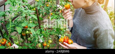 Eine junge Frau in einem grauen Pullover sammelt Tomaten und riecht die Früchte in einem Gewächshaus. Konzept für die Ernte von Gemüse Stockfoto