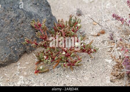 Kristalline Eispflanze Mesembremanthemum kristallinum auf den Kanarischen Inseln Lanzarote Stockfoto