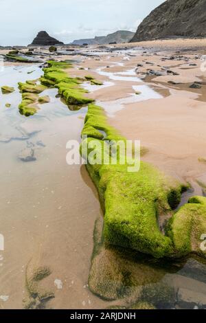 Algen auf Felsen, Praia do Castelejo, Algarve, Portugal Stockfoto