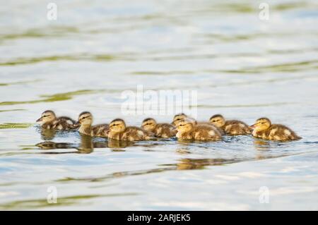 Mallard Ducklings schwimmen auf Teich Stockfoto