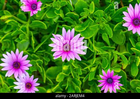 Osteospermum ecklonis Afrikanische Daisy Cape marigold violette Blumen am Ufer Stockfoto
