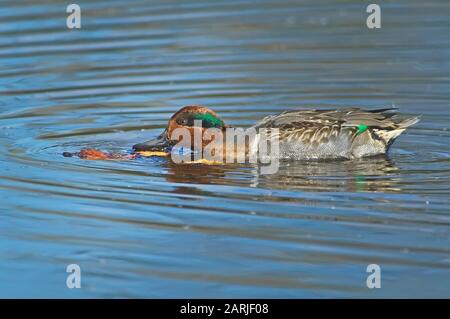 Drake grün geflügelte Teeloberfläche füttern Stockfoto