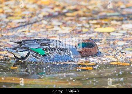 Drake grün geflügelte Teeloberfläche füttern Stockfoto