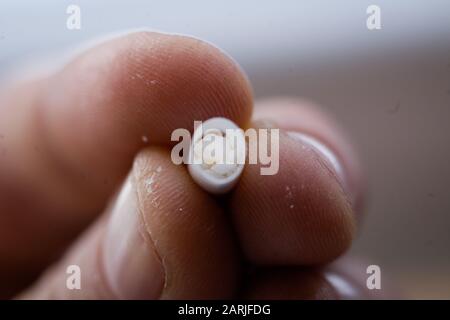 Nahaufnahme mit den Fingern eines Mannes, der eine offene Medikamentenkapsel mit einem weißen Pulver im Inneren hält. Stockfoto