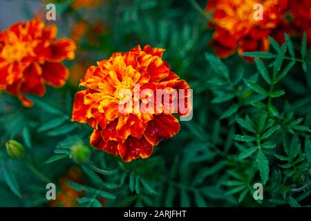 Tagetes patula Hintergrund. Französische, marigalte Blumen Stockfoto