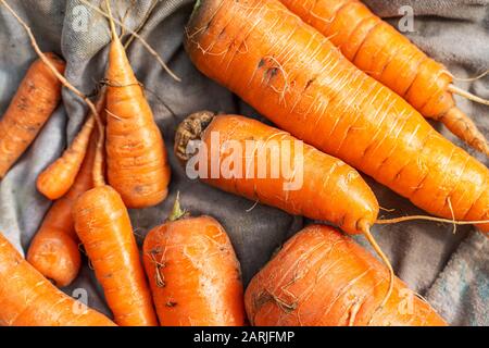 Frisch geerntete, gewaschene Karotten liegen auf einem Burlap. Ansicht von oben Stockfoto