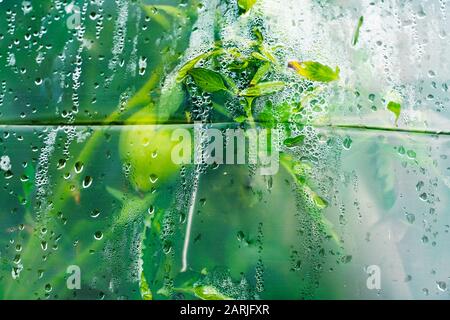 Grüne Tomaten durch das misshandelte und nasse Glas eines Gewächshauses wachsen. Stockfoto