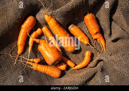 Frisch geerntete, gewaschene Karotten liegen auf einem Burlap. Ansicht von oben Stockfoto