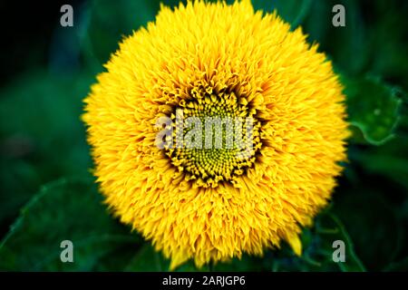 Sonnenblumen-Teddybär auf grünem Blattgrund. Gelbe runde Blumenkappe. Stockfoto