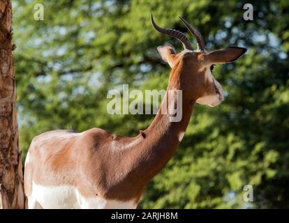 Wilde Arabische Gazelle in der Wüste Stockfoto