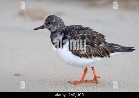 Der Ruddy-Turnstein (Arenaria interpretes) ist ein kleiner Watvogel, eine von zwei Turnsteinarten in der Gattung Arenaria auf Lanzarote Stockfoto