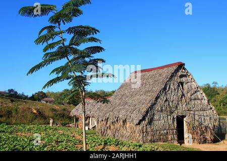 Kuba, Vinales Valley, Valle de Vinales, Tabakfarm, Tabaktrocknungsscheune, Bohio, Stockfoto