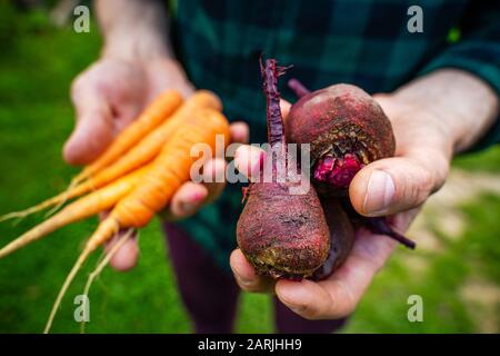 Karotten und Rüben im Mann Bauern Hände in einem grünen Pflaumenhemd Stockfoto