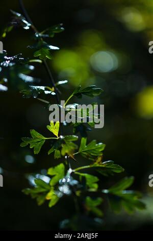 Gewöhnlicher Weißdorn - MAJUELO, ESPINO ALBAR (Crataegus monogyna), Wald im Herbst im Tal des Flusses Tobía, La Rioja, Spanien, Europa Stockfoto