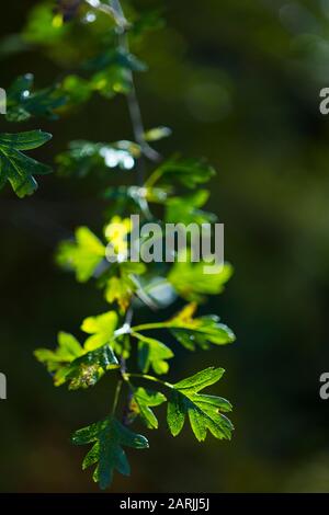 Gewöhnlicher Weißdorn - MAJUELO, ESPINO ALBAR (Crataegus monogyna), Wald im Herbst im Tal des Flusses Tobía, La Rioja, Spanien, Europa Stockfoto