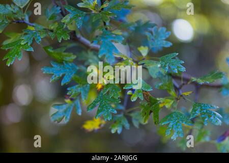 Majuelo, ESPINO ALBAR Crataegus monogyna, Wald im Herbst im Tal des Flusses Tobía, La Rioja, Spanien, Europa Stockfoto