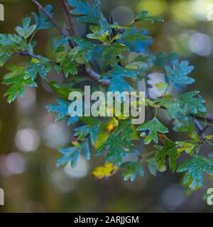 Majuelo, ESPINO ALBAR Crataegus monogyna, Wald im Herbst im Tal des Flusses Tobía, La Rioja, Spanien, Europa Stockfoto