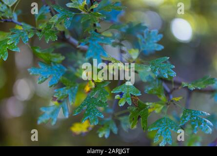 Majuelo, ESPINO ALBAR Crataegus monogyna, Wald im Herbst im Tal des Flusses Tobía, La Rioja, Spanien, Europa Stockfoto