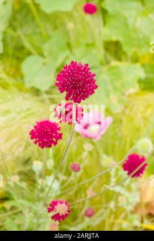 Knautia macedonica blüht im Juni in einem englischen Garten Stockfoto